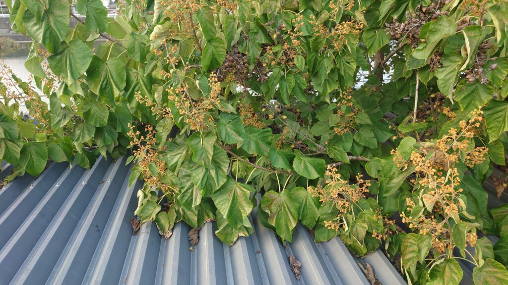 樹木にかなりおおわれています