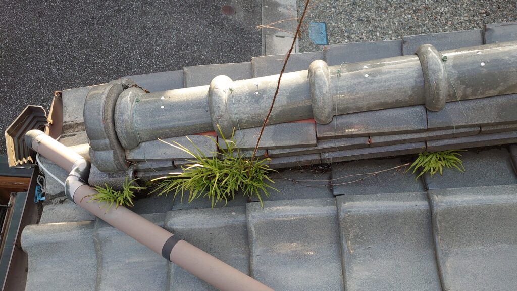 「棟から草が…」高知市内の現場で見た状態