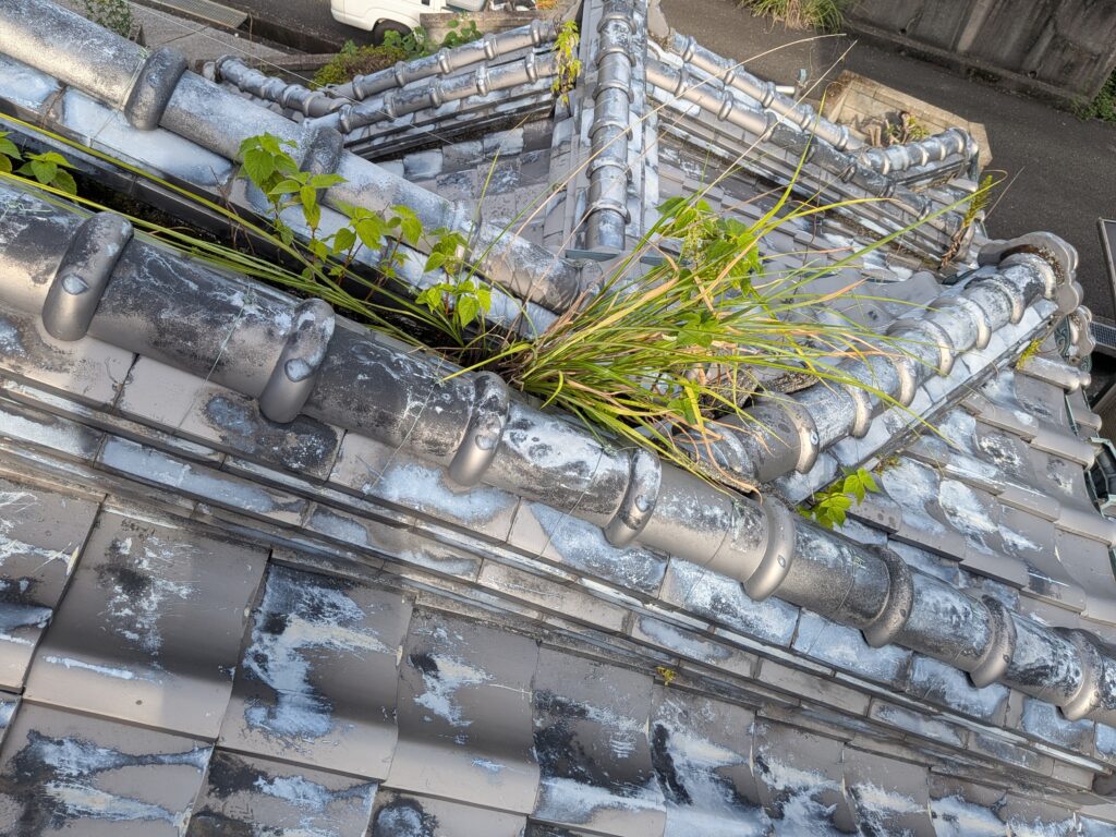 瓦屋根の棟に草が…築40年の日本瓦を2年ぶりに除草しました